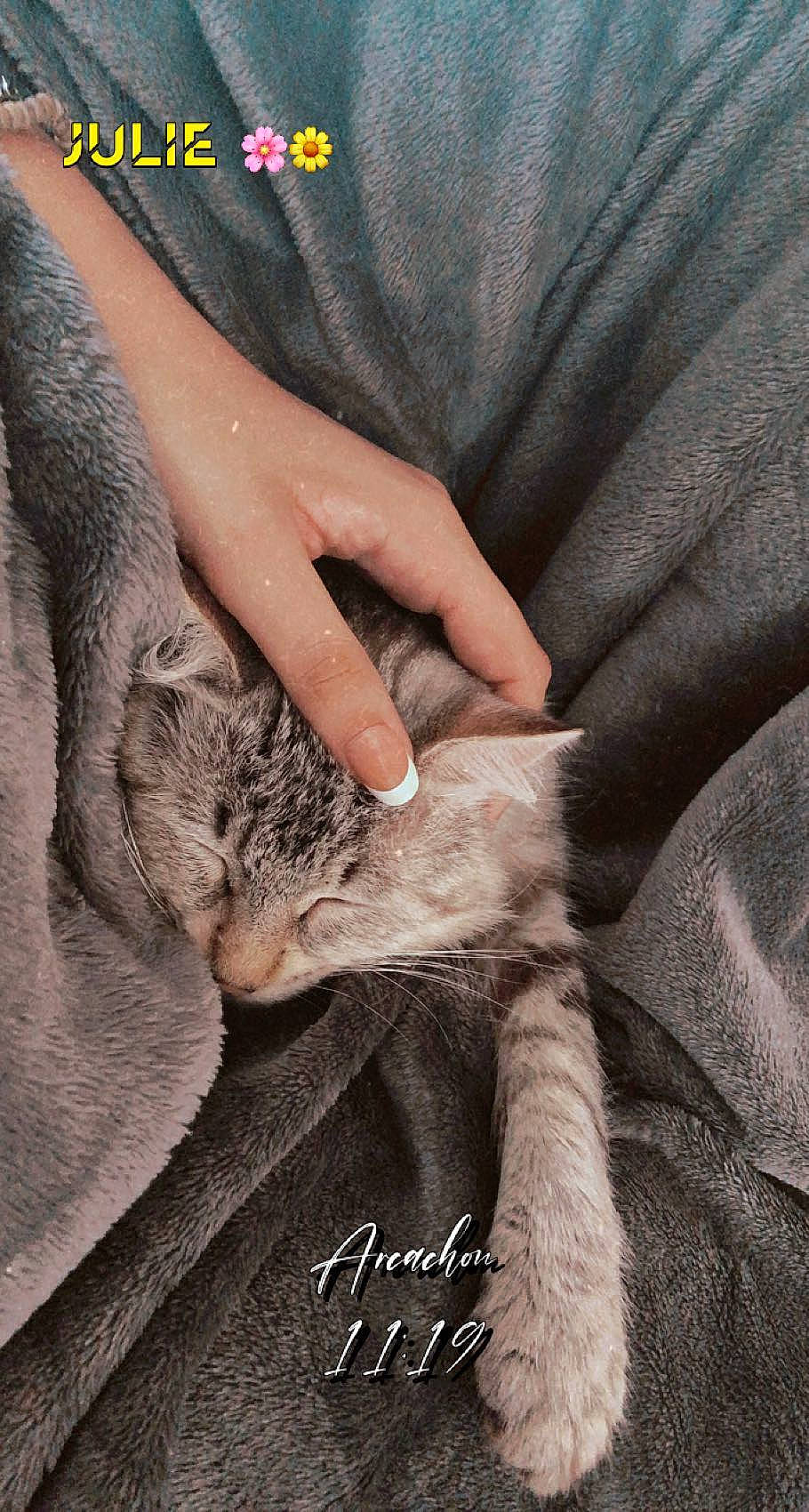 Balloo a rejoint le concours — aidez-le/la à gagner de superbes lots ! carnivore, cat, comfort, denim, domestic_short_haired_cat, felidae, fur, fur_clothing, gesture, grey, human_leg, linens, nail, paw, small_to_medium_sized_cats, tail, textile, tree, whiskers, wrist