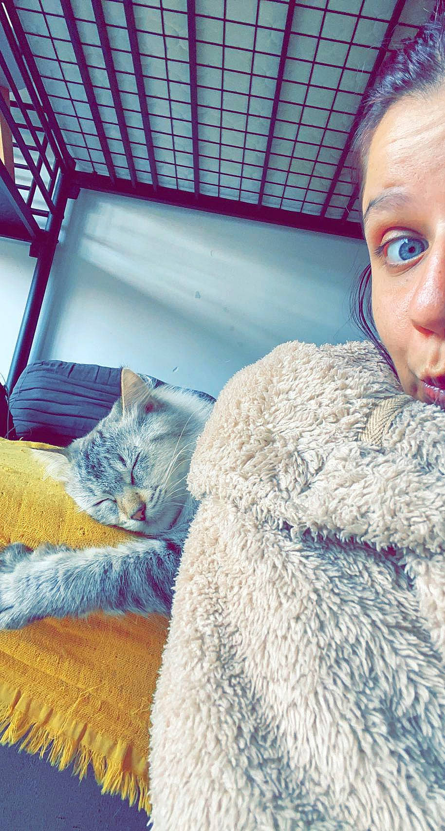 Balloo a rejoint le concours — aidez-le/la à gagner de superbes lots ! bed, carnivore, cat, comfort, domestic_short_haired_cat, fawn, felidae, fur, fur_clothing, linens, mammal, skin, small_to_medium_sized_cats, stuffed_toy, tail, textile, toy, whiskers, wool, woolen