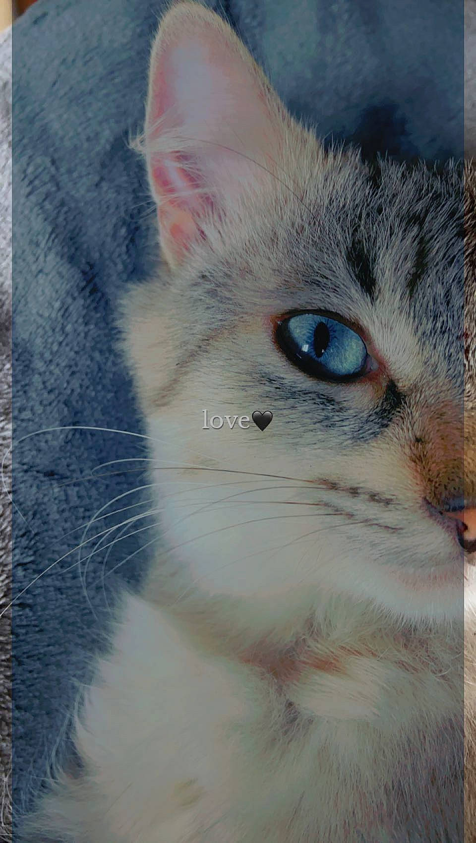 Balloo a rejoint le concours — aidez-le/la à gagner de superbes lots ! carnivore, cat, domestic_short_haired_cat, fawn, felidae, fur, iris, paw, small_to_medium_sized_cats, snout, terrestrial_animal, whiskers, window