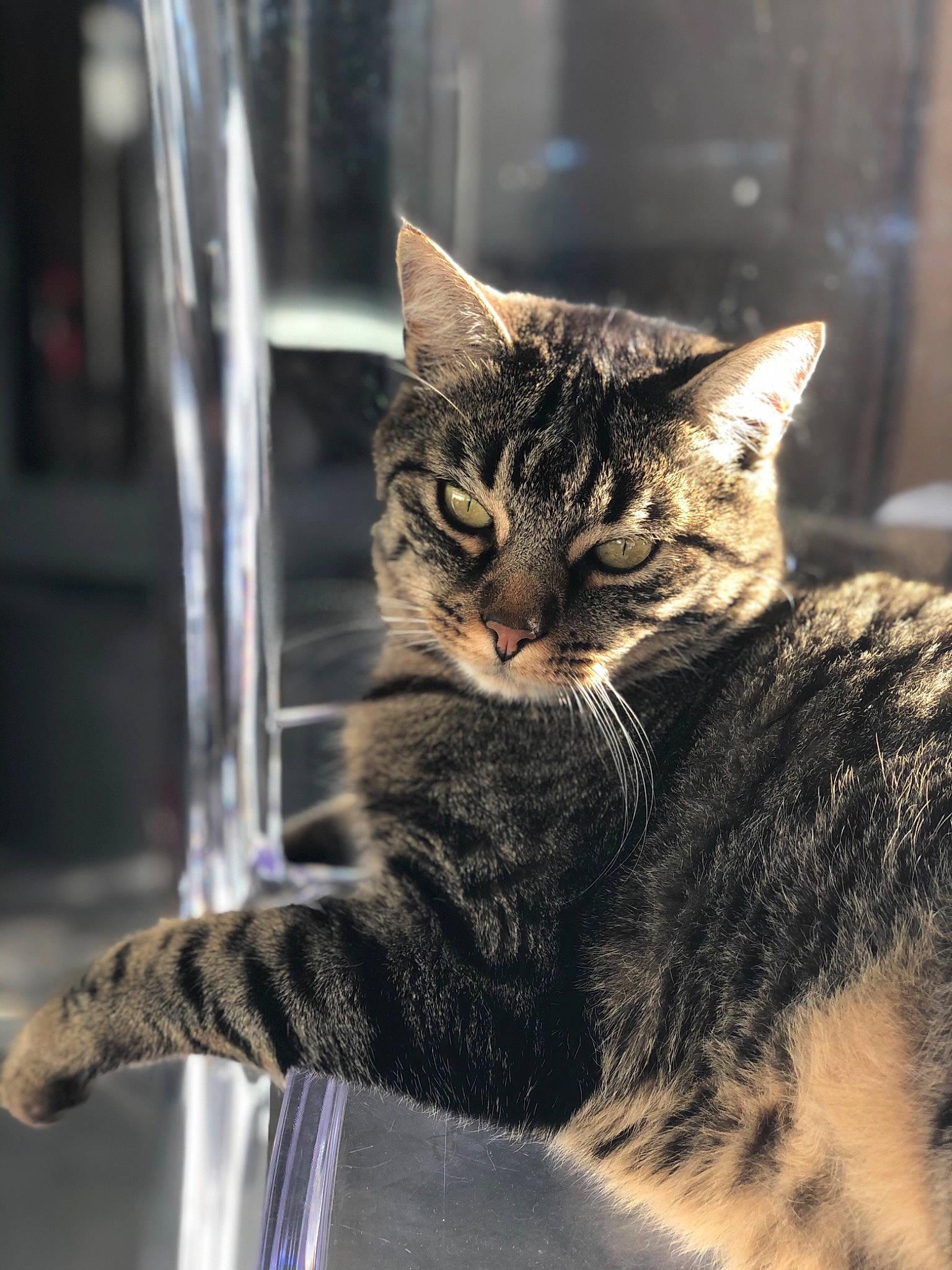 Quicksi a rejoint le concours — aidez-le/la à gagner de superbes lots ! carnivore, cat, claw, domestic_short_haired_cat, eye, felidae, fur, liquid, monochrome_photography, paw, sitting, small_to_medium_sized_cats, snout, tail, terrestrial_animal, tree, water, whiskers, wildlife, window