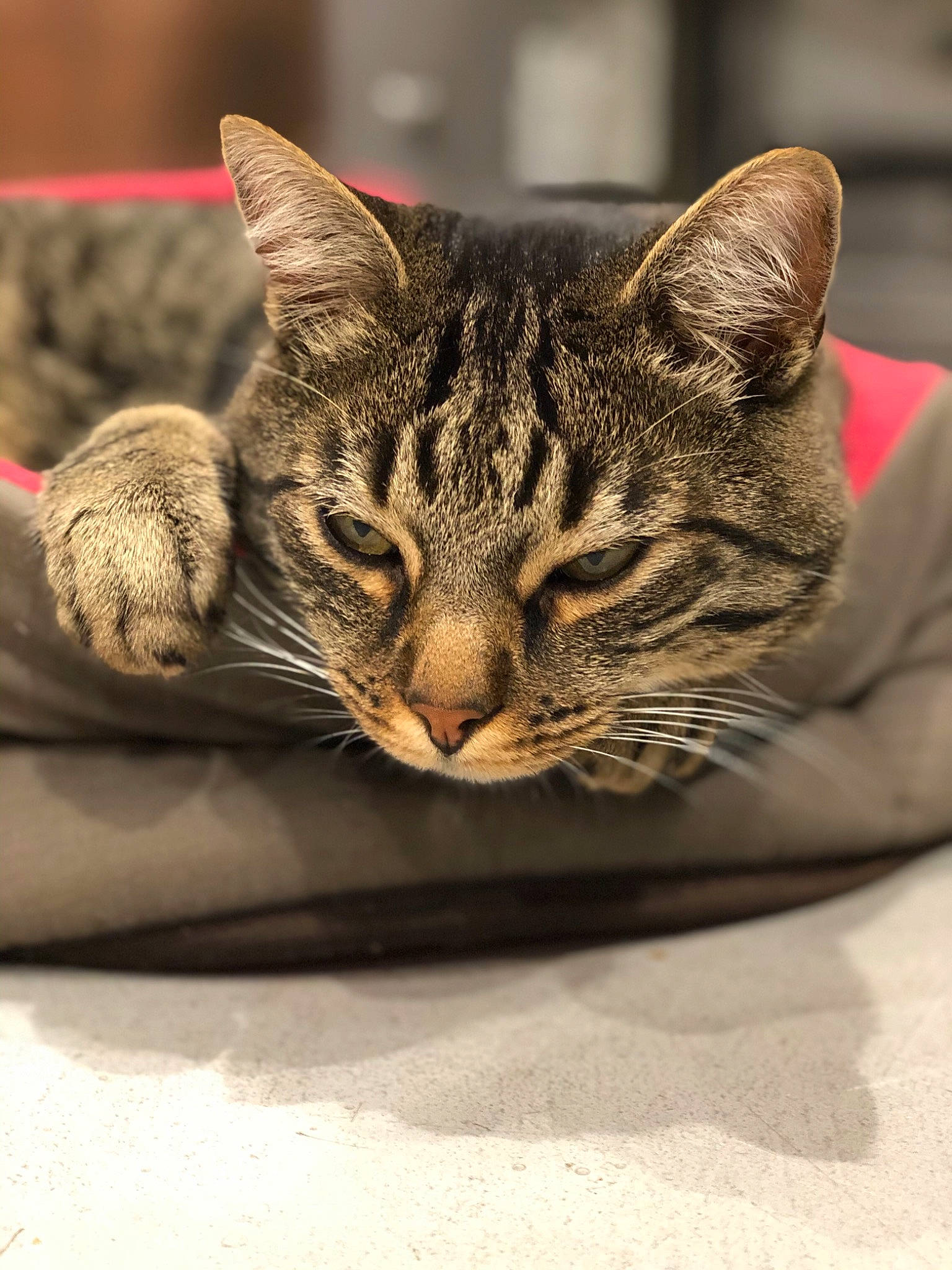 Quicksi a rejoint le concours — aidez-le/la à gagner de superbes lots ! carnivore, cat, cat_supply, claw, comfort, domestic_short_haired_cat, eye, felidae, fur, grey, paw, sitting, small_to_medium_sized_cats, snout, terrestrial_animal, tree, whiskers, wildlife, wood