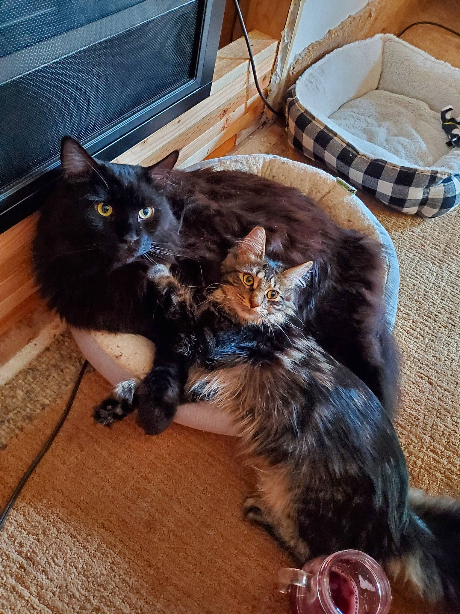 Jango is registered to the contest to win money with this photo: asian, black_cat, carnivore, cat, claw, domestic_long_haired_cat, european_shorthair, fawn, felidae, fur, kitten, maine_coon, mammal, small_to_medium_sized_cats, whiskers