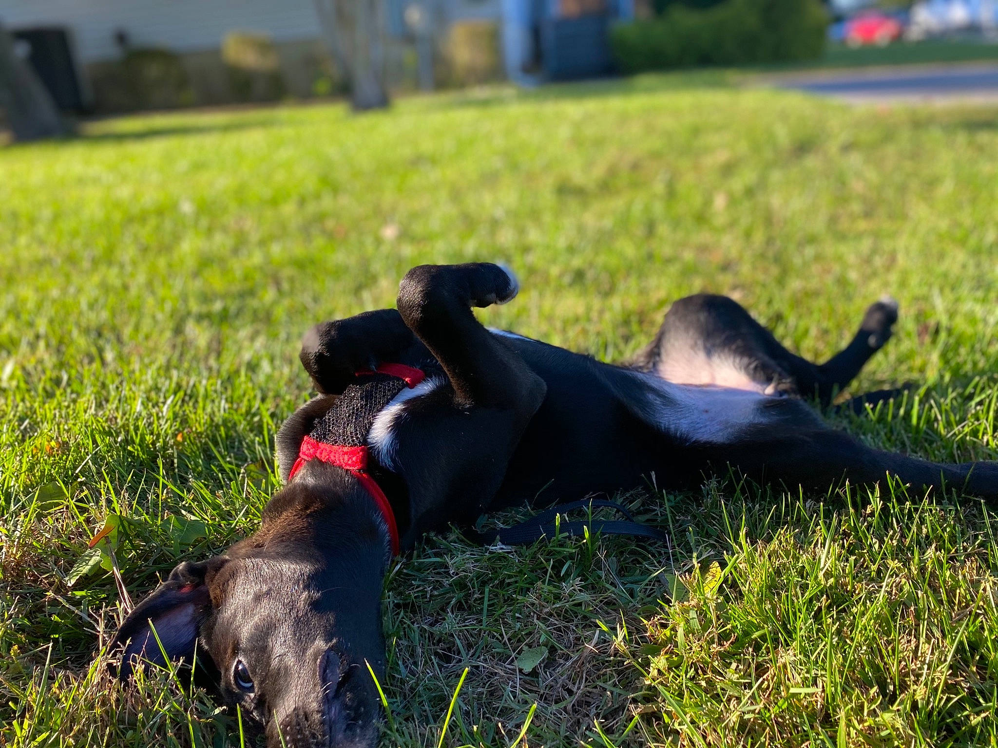 Mia Rae joined the competition — help win amazing prizes! borador, canidae, carnivore, collar, companion_dog, dog, dog_breed, dog_collar, dog_supply, grass, grass_family, hunting_dog, lawn, leash, pet_supply, shadow, sporting_group, tail, working_animal, working_dog