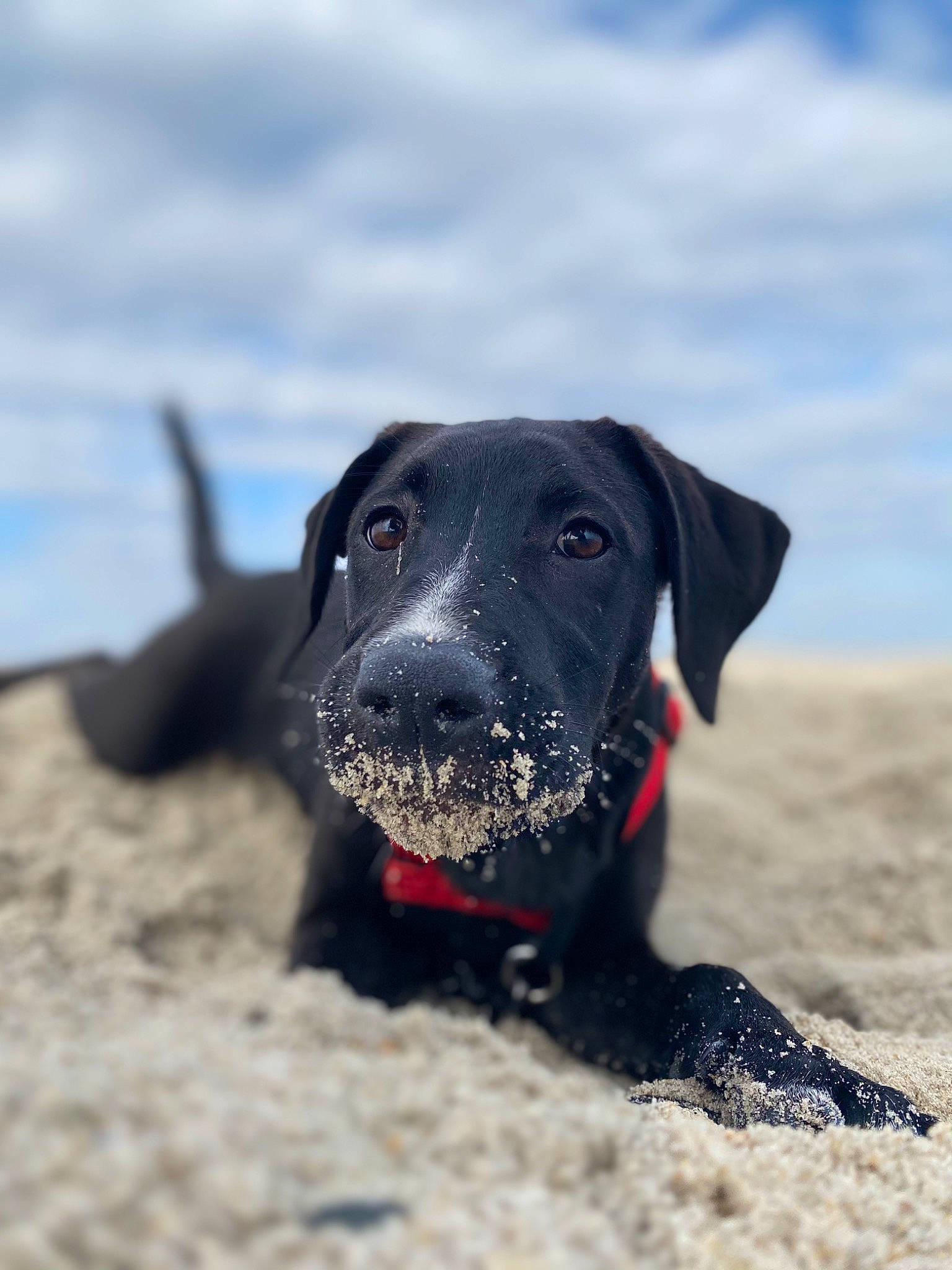 Mia Rae joined the competition — help win amazing prizes! canidae, carnivore, collar, companion_dog, dog, dog_breed, dog_collar, gun_dog, hunting_dog, mammal, organ, sand, snout, sporting_group, whiskers, working_animal, working_dog