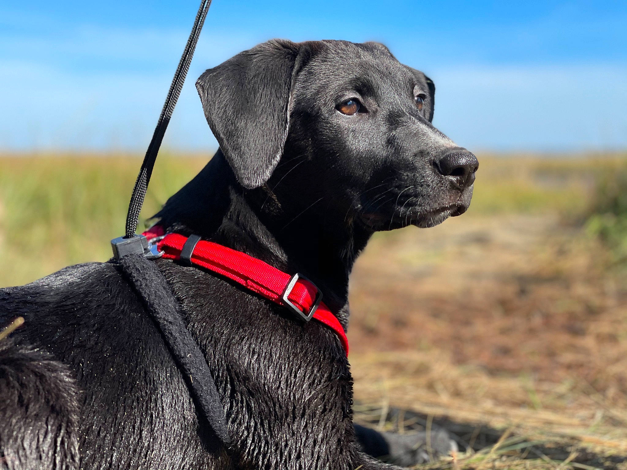 Mia Rae joined the competition — help win amazing prizes! canidae, carnivore, collar, companion_dog, dog, dog_breed, dog_collar, dog_supply, ecoregion, field, grass_family, grassland, leash, liver, pet_supply, plain, prairie, snout, sporting_group, working_animal