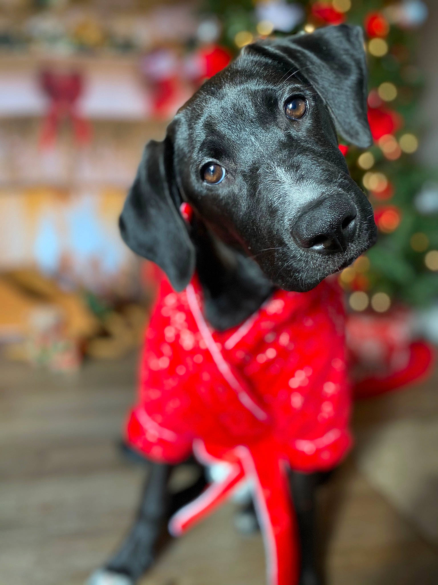 Mia Rae is registered to the contest to win money with this photo: canidae, carmine, carnivore, collar, companion_dog, dog, dog_breed, dog_clothes, dog_collar, dog_supply, dog_toy, gun_dog, leash, pet_supply, pointing_breed, snout, sporting_group, toy, working_animal, working_dog