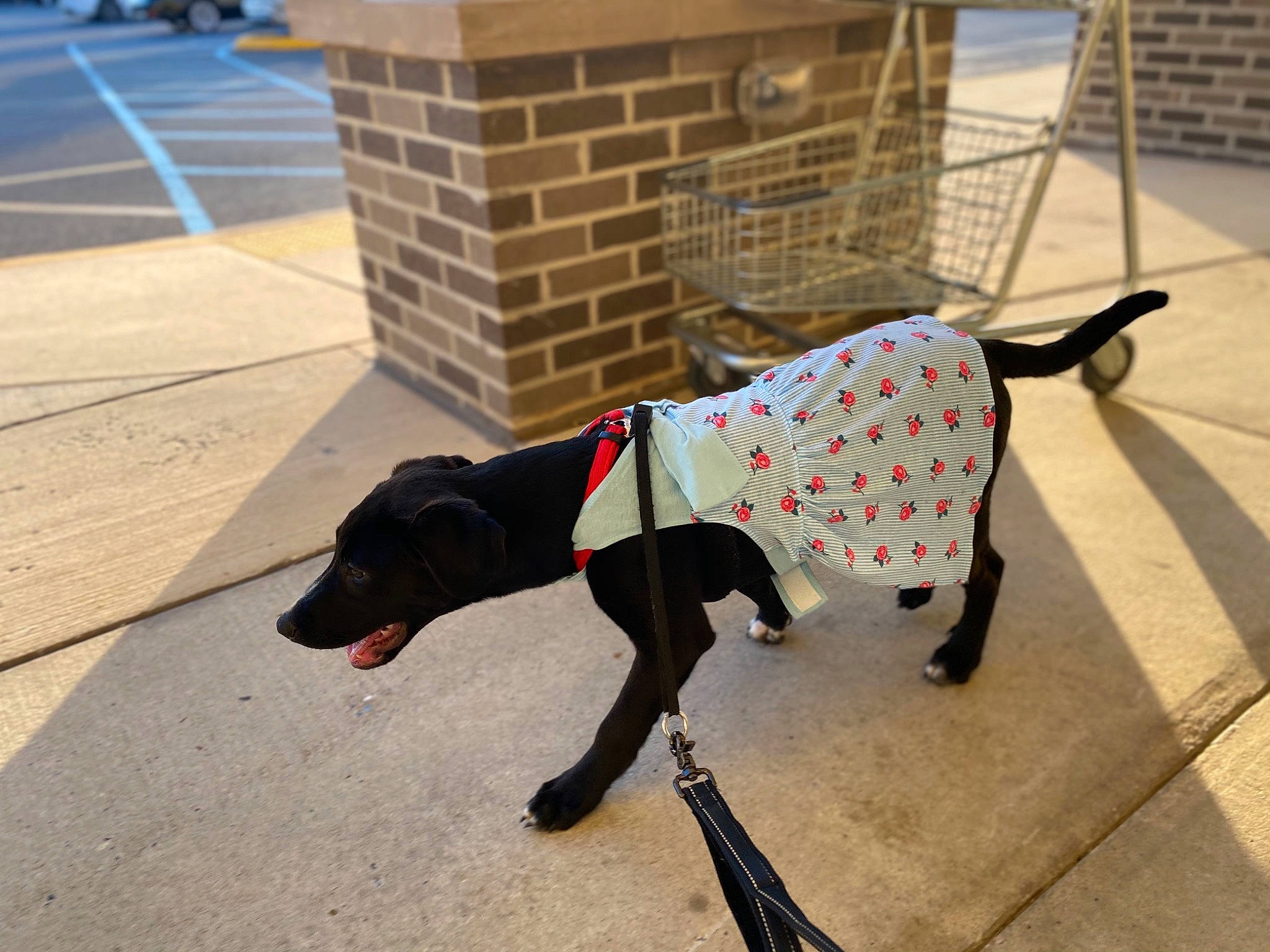 Mia Rae joined the competition — help win amazing prizes! basket, canidae, carnivore, collar, companion_dog, dog, dog_breed, dog_clothes, dog_collar, dog_supply, hound, leash, pet_supply, shadow, shotgun, snout, sporting_group, tail, working_animal