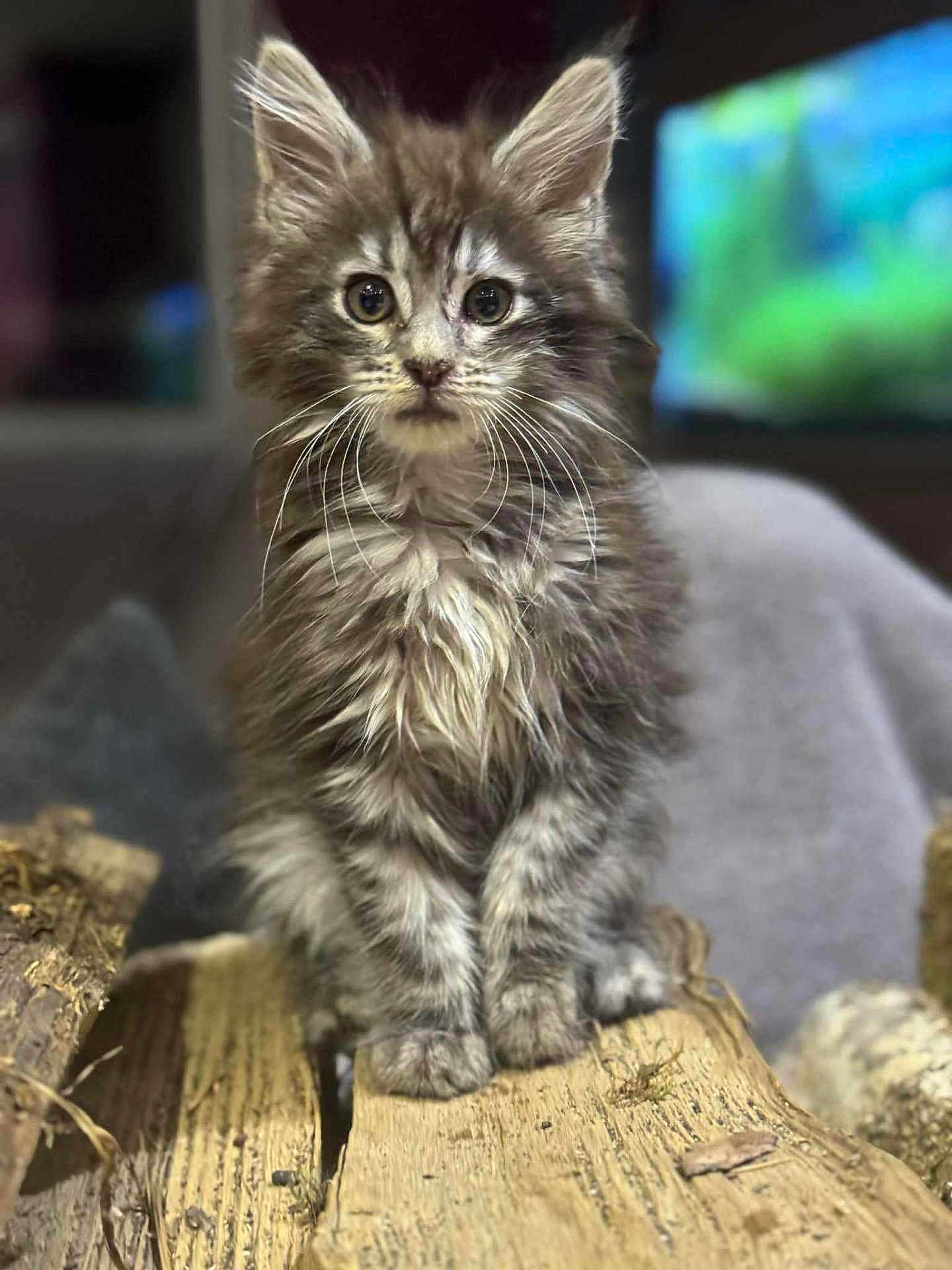 Altéa participe au concours pour gagner de l'argent avec cette photo : kitten, cat, fluffy, wood, logs, indoor, animal, pet, fur, whiskers, curious, wide_eyes, sitting, close_up, young, cute, feline, soft_focus, background_blur, small