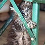 Altéa a rejoint le concours — aidez-le/la à gagner de superbes lots ! kitten, cat, paw, fur, green_metal, metal_bars, climbing, curious, cute, pet, animal, close_up, indoor, blurry_background, soft_light, feline, young, small, playing, exploring