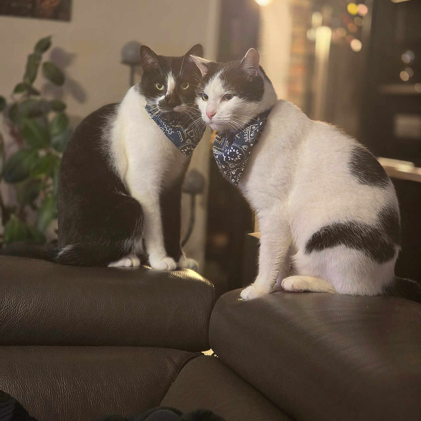 Toby Et Fido