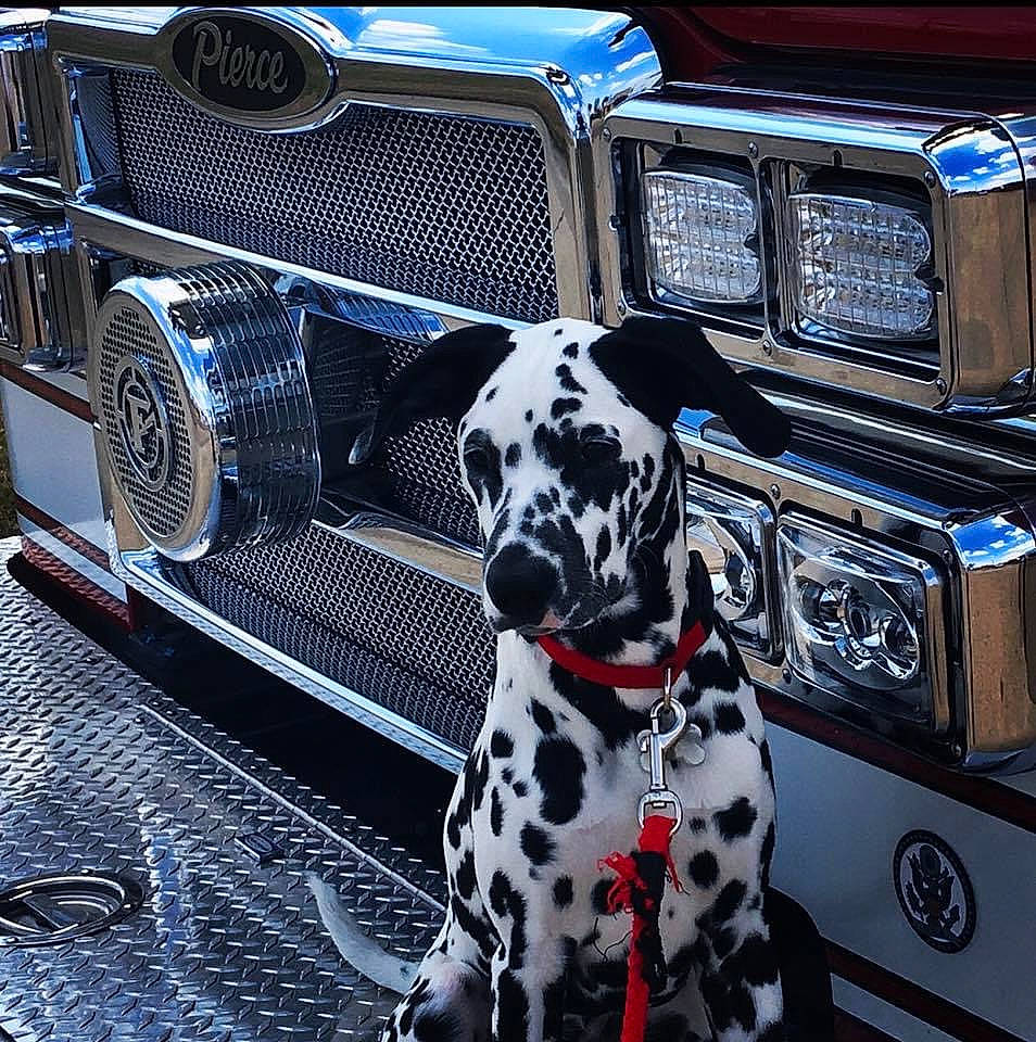 Max is registered to the contest to win money with this photo: automotive_exterior, automotive_lighting, automotive_tire, black, blue, bumper, car, carnivore, dalmatian, dog, fender, grille, headlamp, hood, light, mode_of_transport, motor_vehicle, vehicle, vehicle_door, white