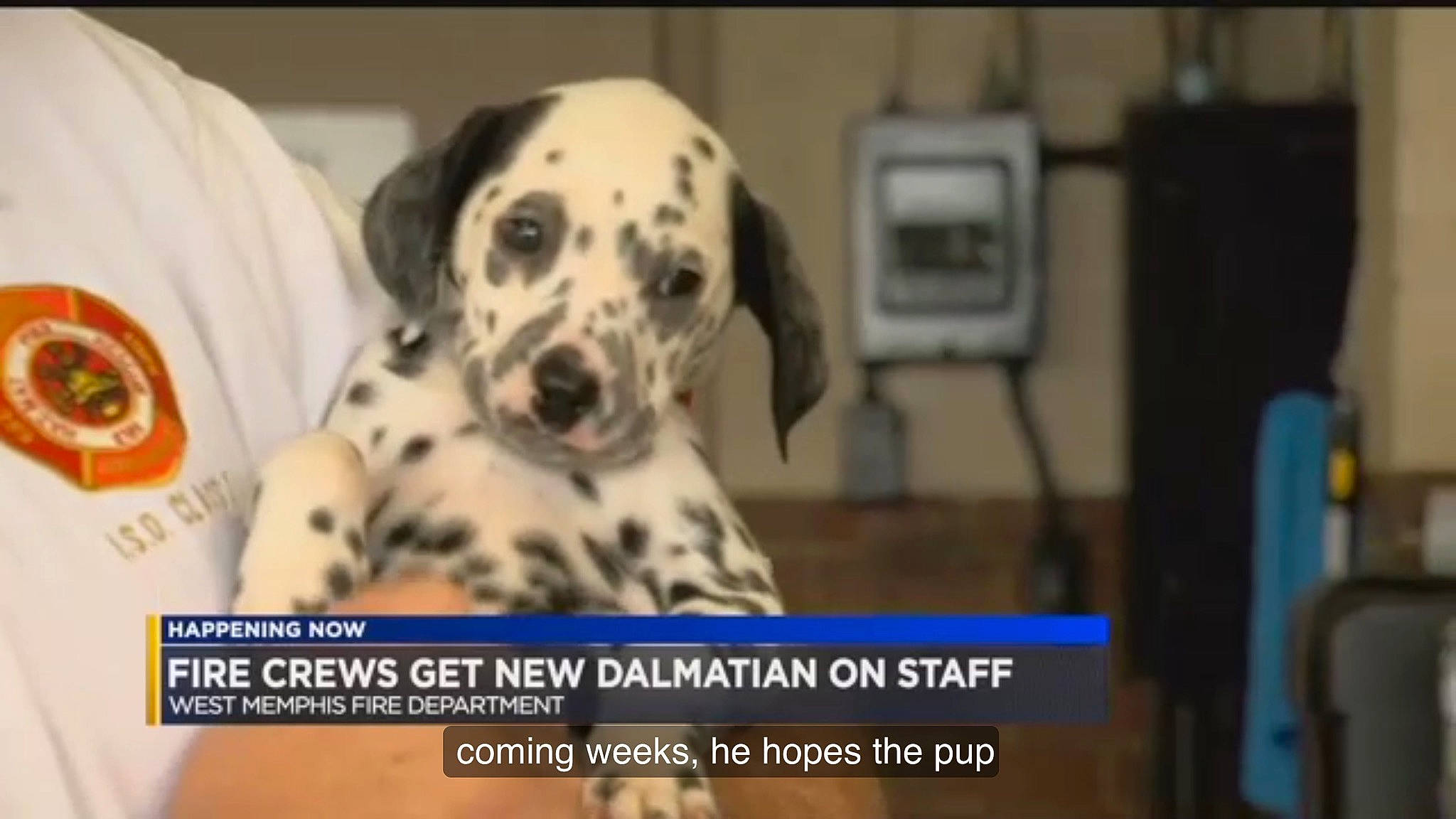 Max is registered to the contest to win money with this photo: canidae, carnivore, companion_dog, dalmatian, dog, dog_breed, dog_supply, event, font, fur, liquid, logo, non_sporting_group, paw, pet_supply, photo_caption, sporting_group, terrestrial_animal, working_animal