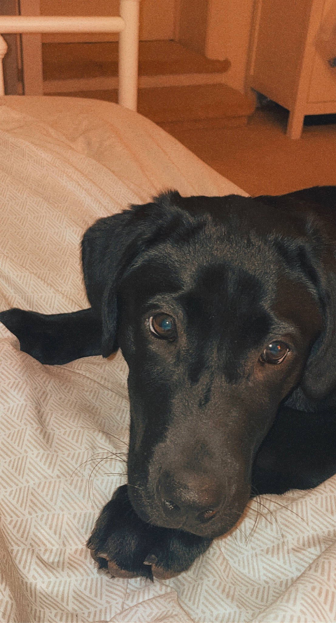 Sadie is registered to the contest to win money with this photo: borador, canidae, carnivore, companion_dog, dog, dog_breed, fawn, floor, flooring, fur, gun_dog, hardwood, labrador_retriever, liver, pet_supply, retriever, sporting_group, whiskers, wood, working_animal