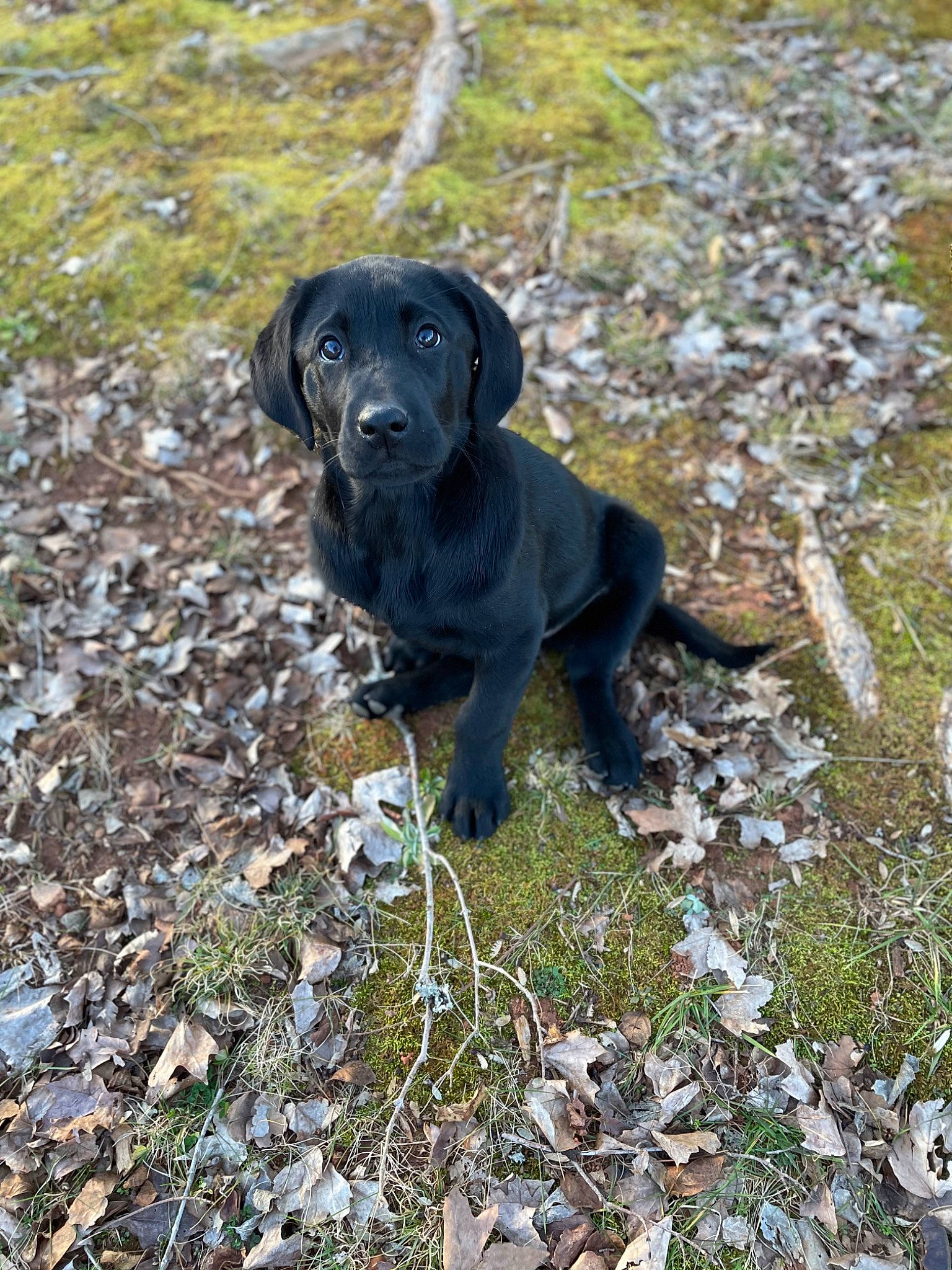 Sadie is registered to the contest to win money with this photo: borador, canidae, carnivore, companion_dog, dog, dog_breed, dog_collar, fawn, fur, grass, groundcover, gun_dog, leaf, plant, snout, soil, sporting_group, tail, terrestrial_animal, working_animal