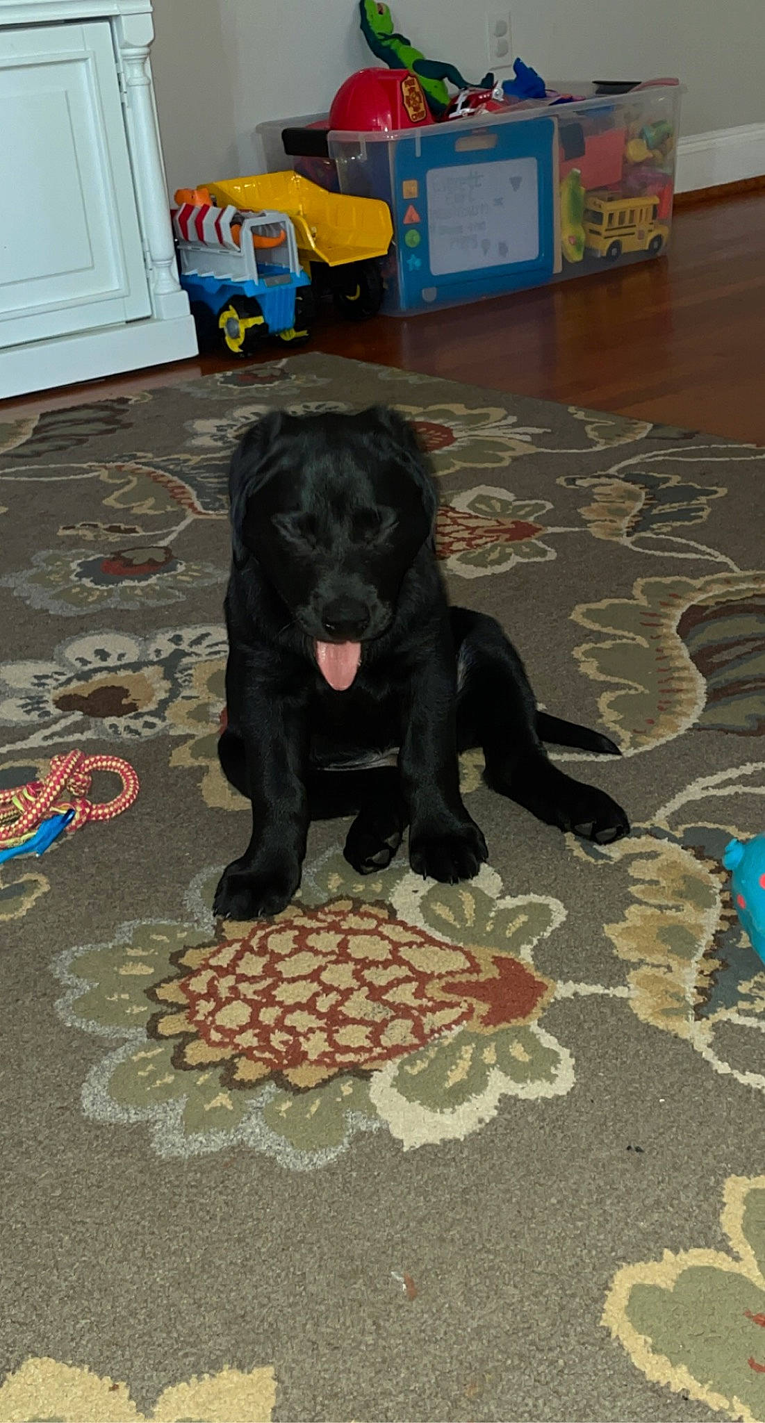 Sadie is registered to the contest to win money with this photo: borador, canidae, carnivore, companion_dog, dog, dog_breed, dog_supply, floor, flooring, fur, guard_dog, gun_dog, hardwood, mammal, non_sporting_group, retriever, snout, tail, working_animal, working_dog