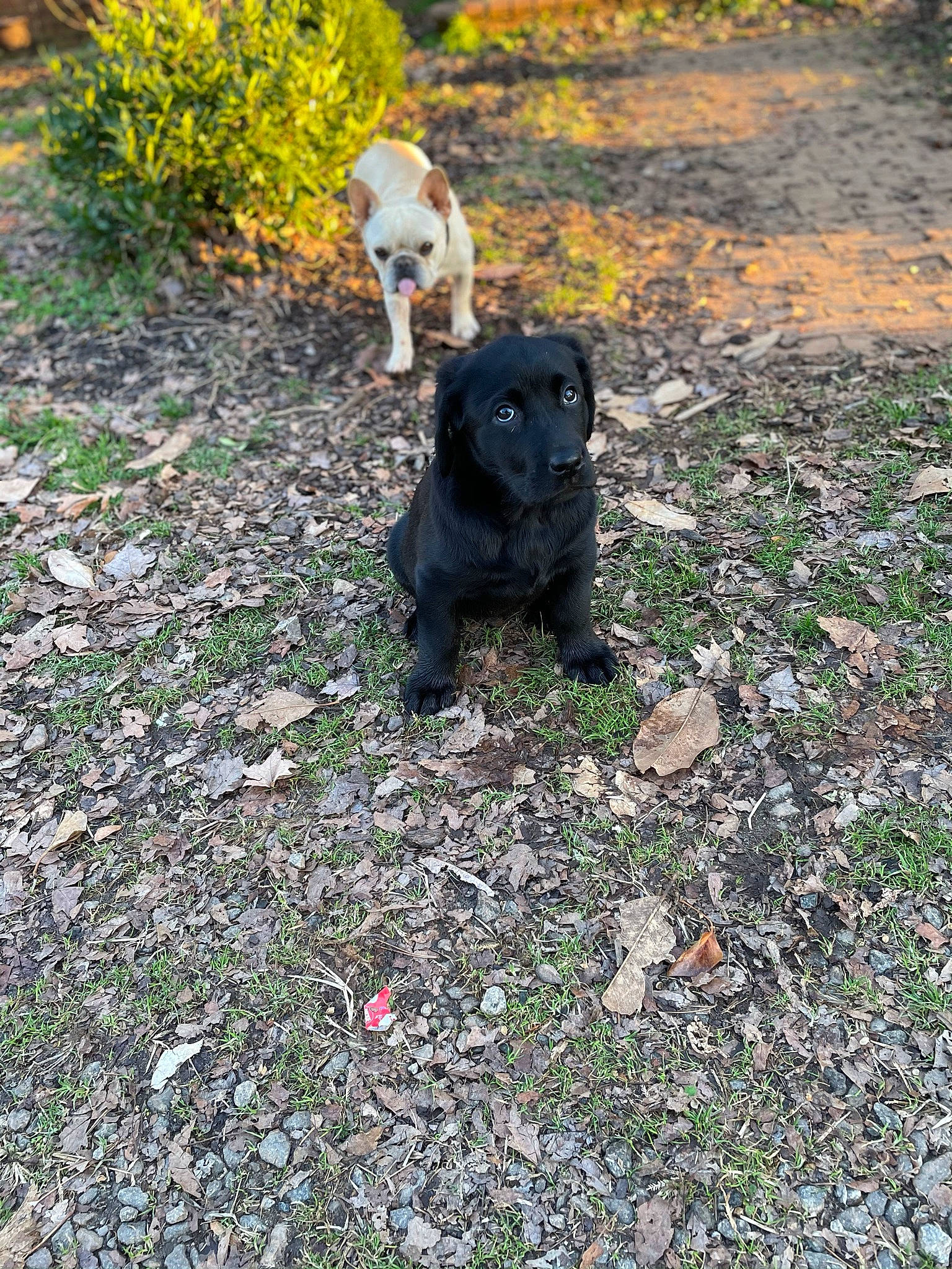 Sadie joined the competition — help win amazing prizes! canidae, carnivore, companion_dog, dog, dog_breed, fawn, garden, grass, groundcover, guard_dog, gun_dog, leaf, plant, pug, road_surface, soil, sporting_group, tail, toy_dog, working_animal