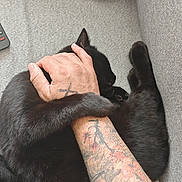 Sully Weiss a rejoint le concours — aidez-le/la à gagner de superbes lots ! arm, black_cat, cat, claw, close_up, couch, cozy, domestic_animal, feline, fur, gray_fabric, hand, indoor, paw, pet, resting, sleeping, snuggling, tail, tattoo