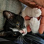 animal, black_and_white, cat, close_up, comfort, companionship, cozy, curious, cute, fur, hand, indoor, kitten, paw, person, pet, resting, soft, texture, whiskers
