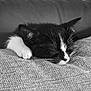 Messi a rejoint le concours — aidez-le/la à gagner de superbes lots ! cat, kitten, sleeping, black_and_white, paw, whiskers, close_up, indoor, cushion, texture, cozy, resting, fur, pet, cute, animal, relaxation, soft, face, ears