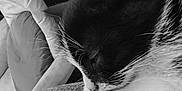 Messi participe au concours pour gagner de l'argent avec cette photo : cat, sleeping, black_and_white, close_up, whiskers, cushion, cozy, indoor, pet, resting, fur, texture, head, peaceful, animal, domestic, soft_light, quiet, relaxation, closeup
