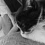 cat, sleeping, black_and_white, close_up, whiskers, cushion, cozy, indoor, pet, resting, fur, texture, head, peaceful, animal, domestic, soft_light, quiet, relaxation, closeup