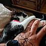 kitten, cat, hand, tattoo, paw, ring, watch, blanket, black_and_white, collar, feline, pet, snuggling, cute, paw_pads, closeup, domestic_animal, resting, soft_texture, indoor
