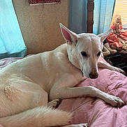 Princeton is registered to the contest to win money with this photo: bed, bedroom, cozy, curtains, dog, doll, indoors, large_ears, long_tail, lying_down, paws, pet, pink_bedding, pointed_ears, relaxed, resting, sleepy, sunlight, white_dog, white_fur