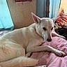 bed, bedroom, cozy, curtains, dog, doll, indoors, large_ears, long_tail, lying_down, paws, pet, pink_bedding, pointed_ears, relaxed, resting, sleepy, sunlight, white_dog, white_fur