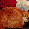 cat, orange_cat, white_fur, fluffy, sleepy, close_up, indoor, cozy, resting, pet, animal, fur, red_fabric, soft_texture, domestic_cat, relaxed, cute, whiskers, ear, household