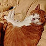 cat, orange_cat, white_cat, pet, feline, domestic_cat, lying_down, blanket, bed, resting, fur, whiskers, ears, tail, relaxed, indoor, cozy, cute, animal, sleepy