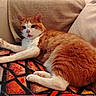 cat, orange_cat, white_cat, pet, indoor, couch, blanket, feline, animal, resting, cozy, fur, paw, nose, expression, cute, relaxed, home, mammal, comfort