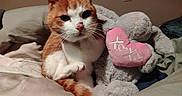 Snow participe au concours pour gagner de l'argent avec cette photo : cat, orange_cat, white_cat, stuffed_animal, plush_toy, heart_shaped_pillow, bed, blanket, indoor, pet, cute, cozy, feline, animal, soft_toy, xoxo, resting, cute_pet, domestic_cat, warm_lighting