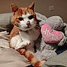 cat, orange_cat, white_cat, stuffed_animal, plush_toy, heart_shaped_pillow, bed, blanket, indoor, pet, cute, cozy, feline, animal, soft_toy, xoxo, resting, cute_pet, domestic_cat, warm_lighting