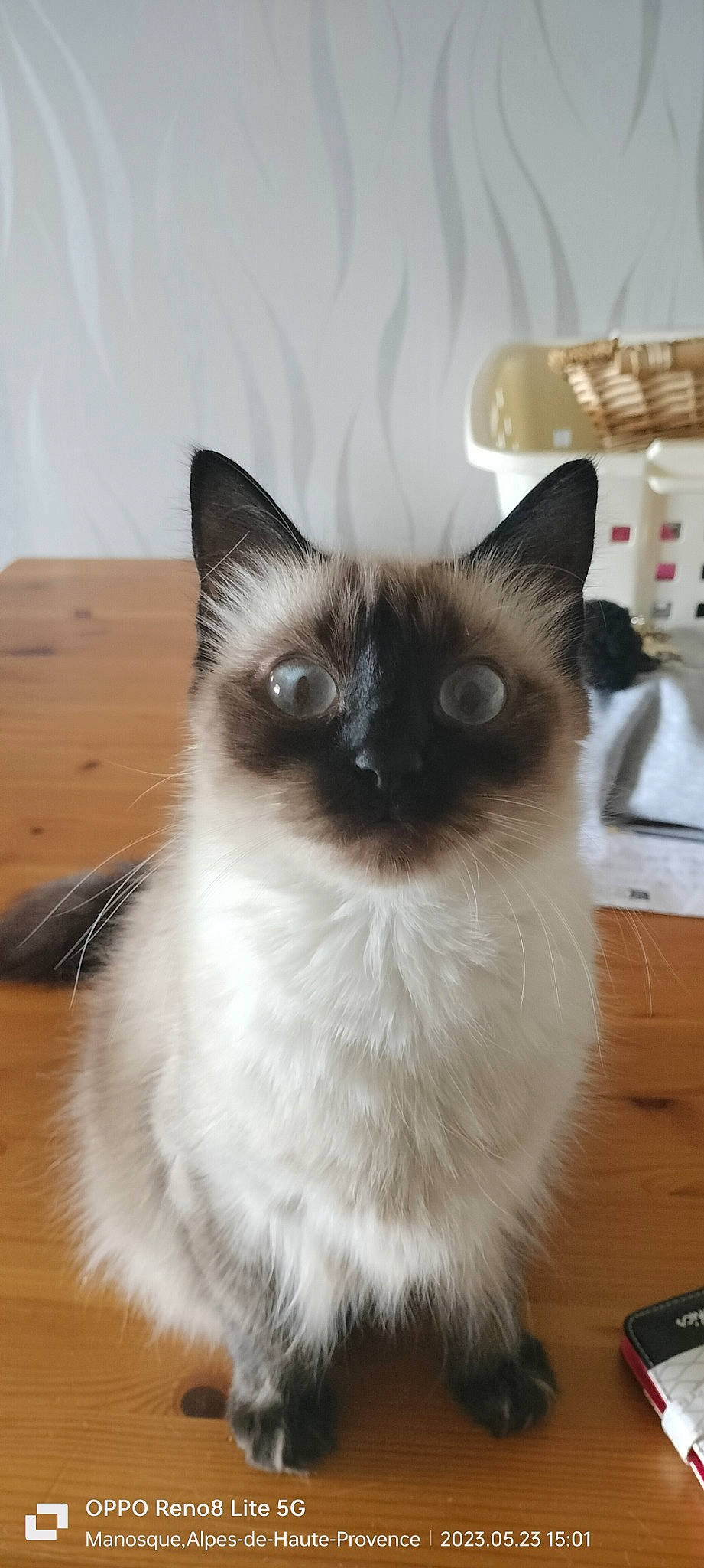 Lilou a rejoint le concours — aidez-le/la à gagner de superbes lots ! birman, carnivore, cat, fawn, felidae, flooring, fur, hardwood, siamese, small_to_medium_sized_cats, snout, thai, varnish, whiskers