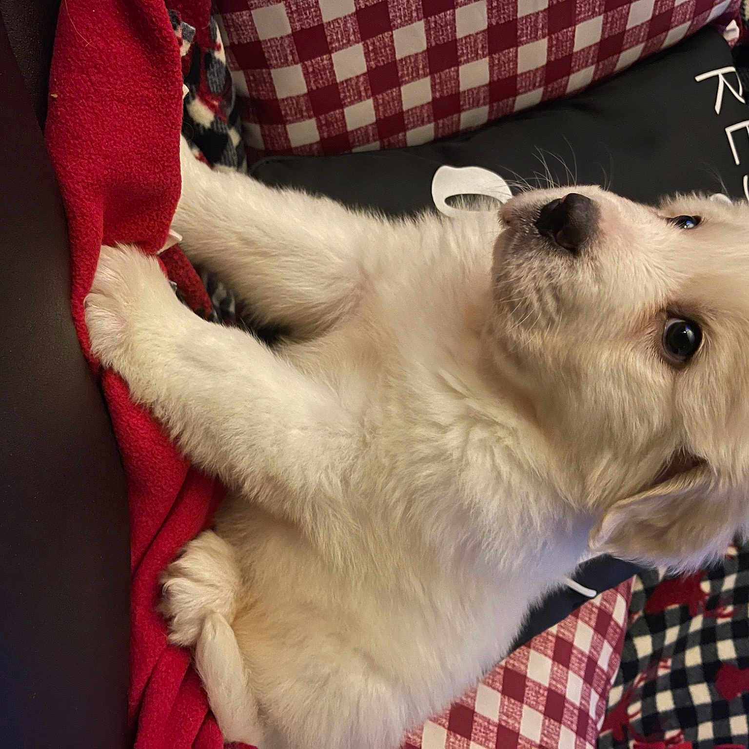 Beau