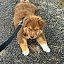 puppy, dog, brown, white_paws, leash, outdoor, gravel, curious, pet, animal, young, fur, canine, walking, nature, playful, cute, resting, summer, daylight