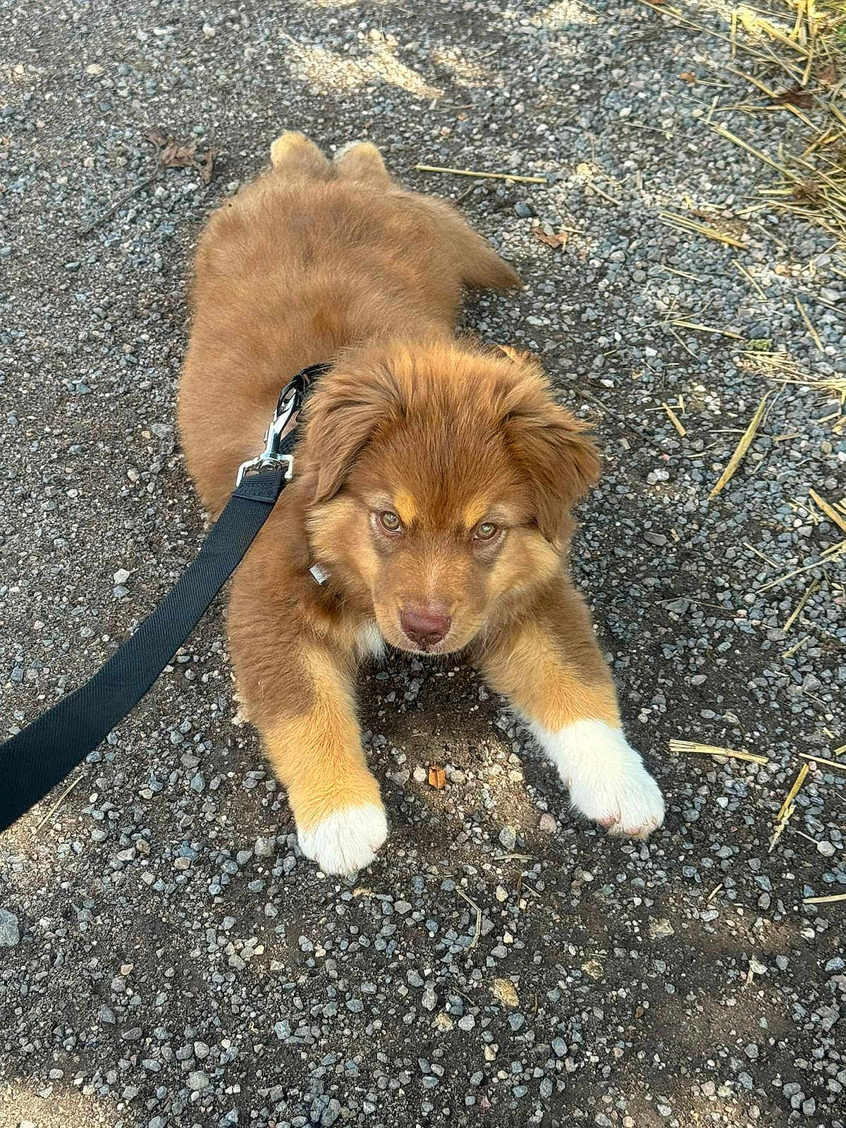 Floky a rejoint le concours — aidez-le/la à gagner de superbes lots ! puppy, dog, brown, white_paws, leash, outdoor, gravel, curious, pet, animal, young, fur, canine, walking, nature, playful, cute, resting, summer, daylight