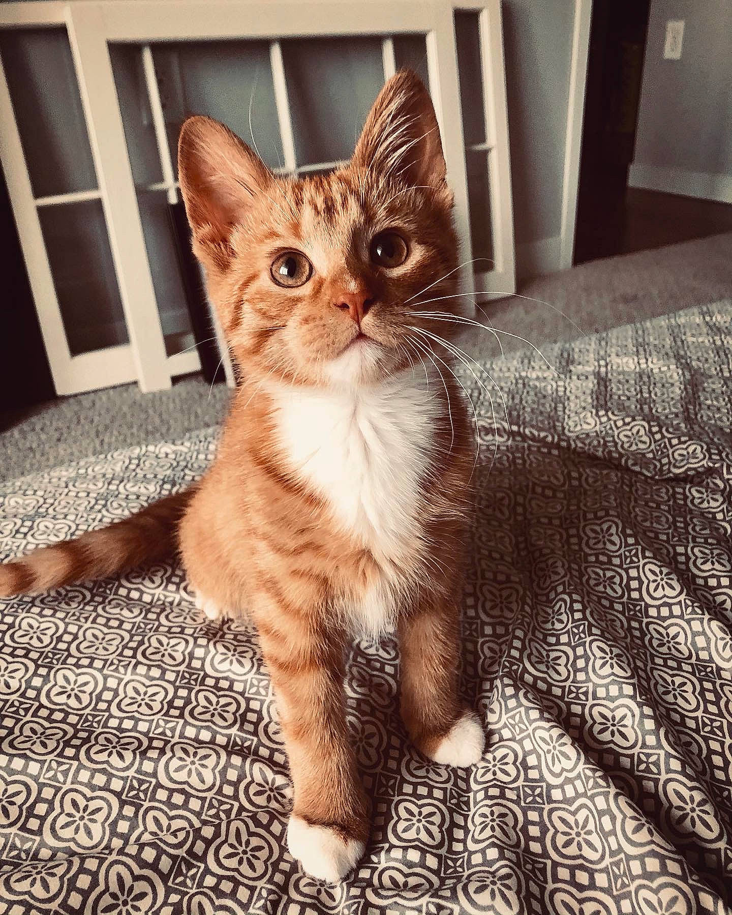 Hobbes is registered to the contest to win money with this photo: carnivore, carpet, cat, domestic_short_haired_cat, door, fawn, felidae, flooring, foot, fur, kitten, liver, paw, peach, small_to_medium_sized_cats, snout, tail, toe, vertebrate, whiskers