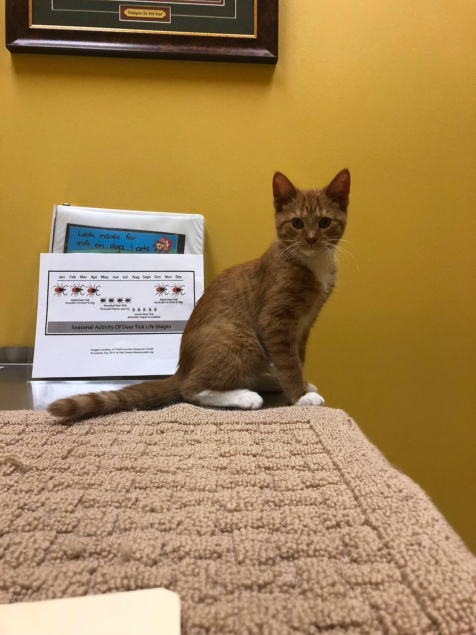 Hobbes joined the competition — help win amazing prizes! box, carnivore, cat, domestic_short_haired_cat, felidae, mammal, output_device, picture_frame, small_to_medium_sized_cats, snout, tail, television, vertebrate, whiskers