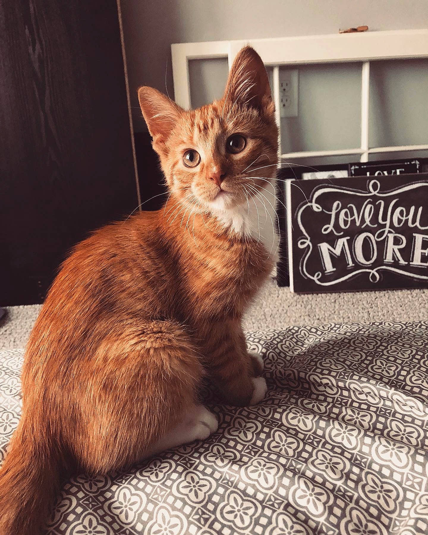 Hobbes is registered to the contest to win money with this photo: carnivore, carpet, cat, claw, fawn, felidae, fur, home_accessories, kitten, linens, liver, mat, paw, peach, rug, small_to_medium_sized_cats, snout, tail, vertebrate, whiskers