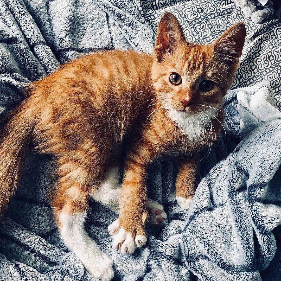 Hobbes is registered to the contest to win money with this photo: carnivore, cat, claw, comfort, domestic_short_haired_cat, fawn, felidae, foot, fur, kitten, liver, organism, paw, small_to_medium_sized_cats, snout, tail, terrestrial_animal, toe, vertebrate, whiskers