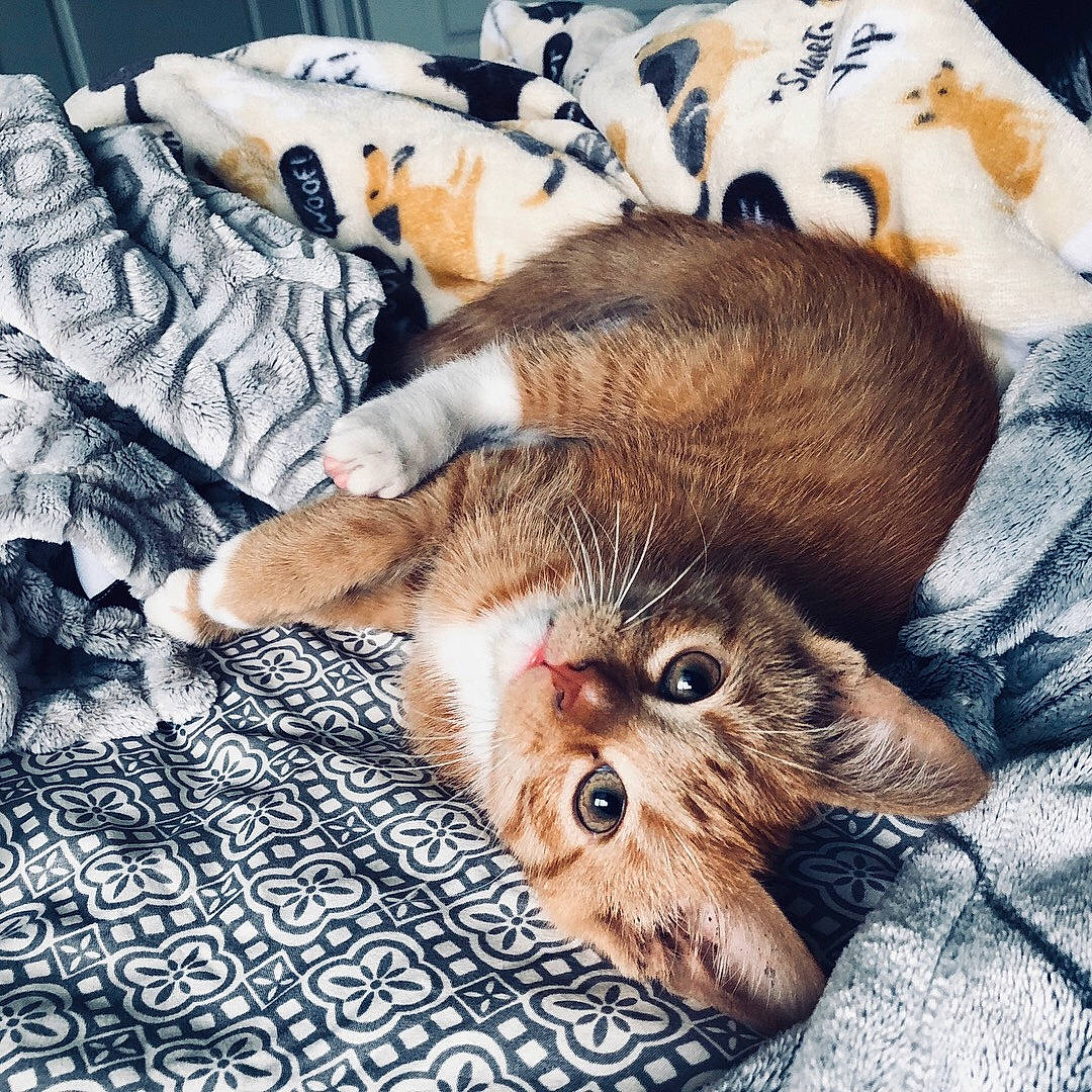 Hobbes joined the competition — help win amazing prizes! bed, bed_sheet, bedding, blanket, carnivore, cat, comfort, felidae, fur, home_accessories, linens, small_to_medium_sized_cats, snout, vertebrate, whiskers