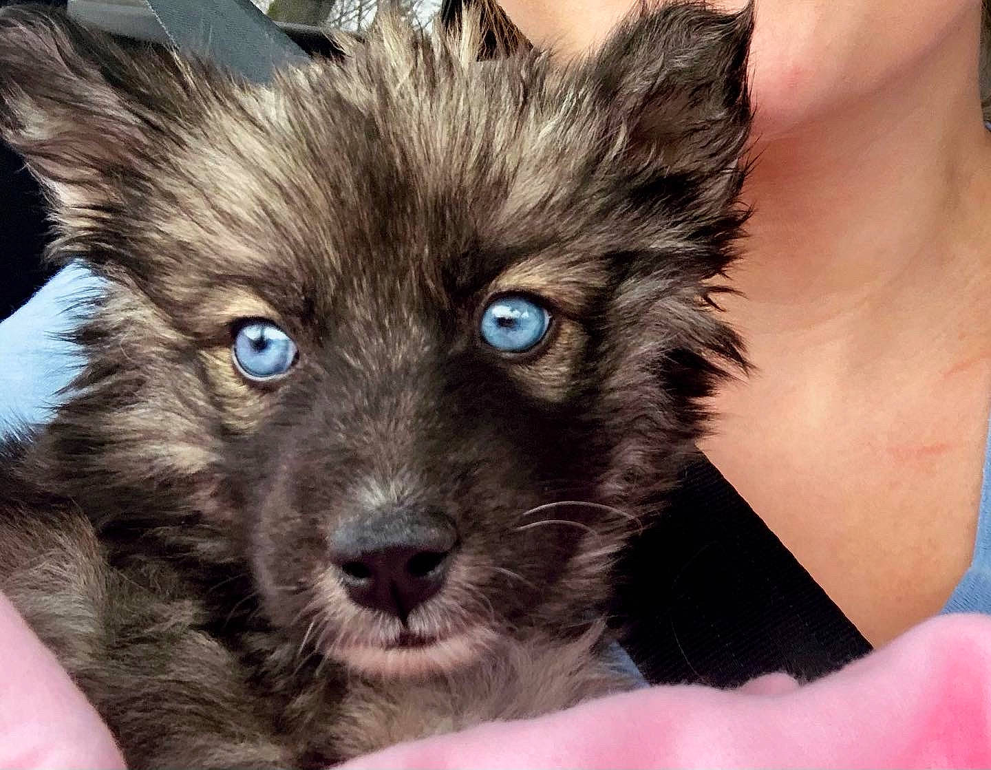 Kaia is registered to the contest to win money with this photo: canidae, carnivore, companion_dog, dog, dog_breed, flesh, fur, iris, nail, neck, non_sporting_group, puppy, skin, small_terrier, snout, toy_dog, whiskers, working_animal, working_dog