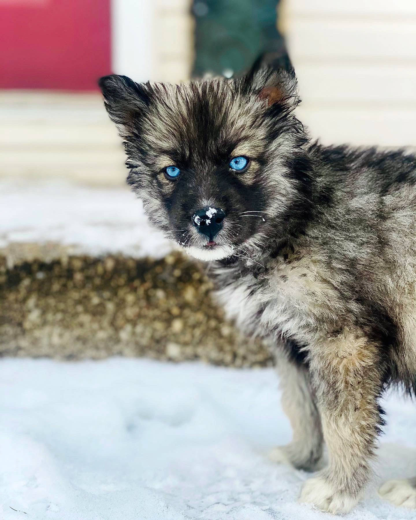 Kaia joined the competition — help win amazing prizes! carnivore, cat, claw, fur, iris, kitten, puppy, small_to_medium_sized_cats, snout, snow, terrestrial_animal, vertebrate, whiskers, working_animal