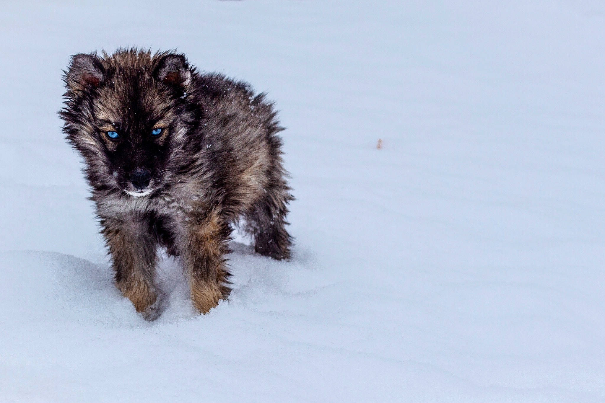Kaia is registered to the contest to win money with this photo: canidae, carnivore, dog_breed, freezing, fur, geological_phenomenon, ice, liver, precipitation, snout, snow, tail, winter, working_dog