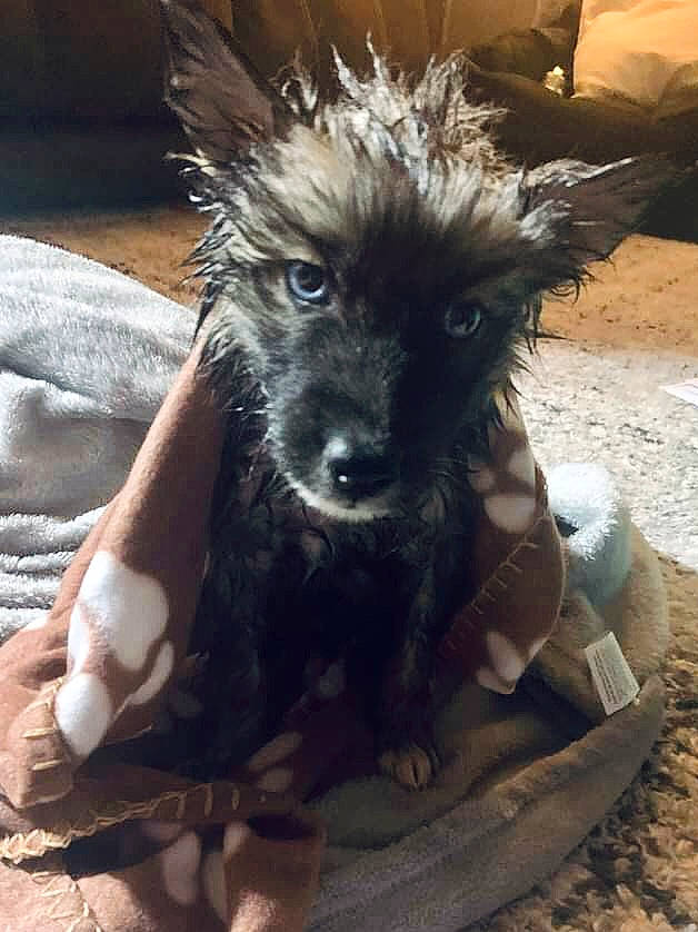 Kaia joined the competition — help win amazing prizes! canidae, carnivore, claw, companion_dog, dog, dog_breed, fawn, foot, fur, non_sporting_group, snout, sporting_group, terrestrial_animal, whiskers, working_animal, working_dog