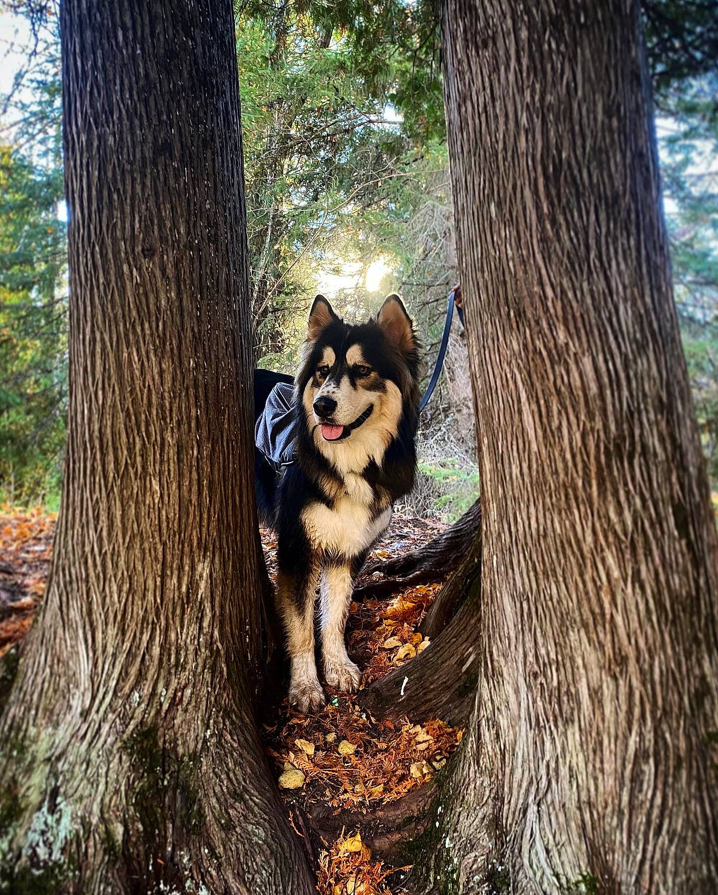 Kodiak is registered to the contest to win money with this photo: autumn, canidae, carnivore, companion_dog, deciduous, dog, dog_breed, forest, grove, northern_hardwood_forest, old_growth_forest, sporting_group, temperate_broadleaf_and_mixed_forest, tree, trunk, valdivian_temperate_rain_forest, woodland, woody_plant, working_animal, working_dog