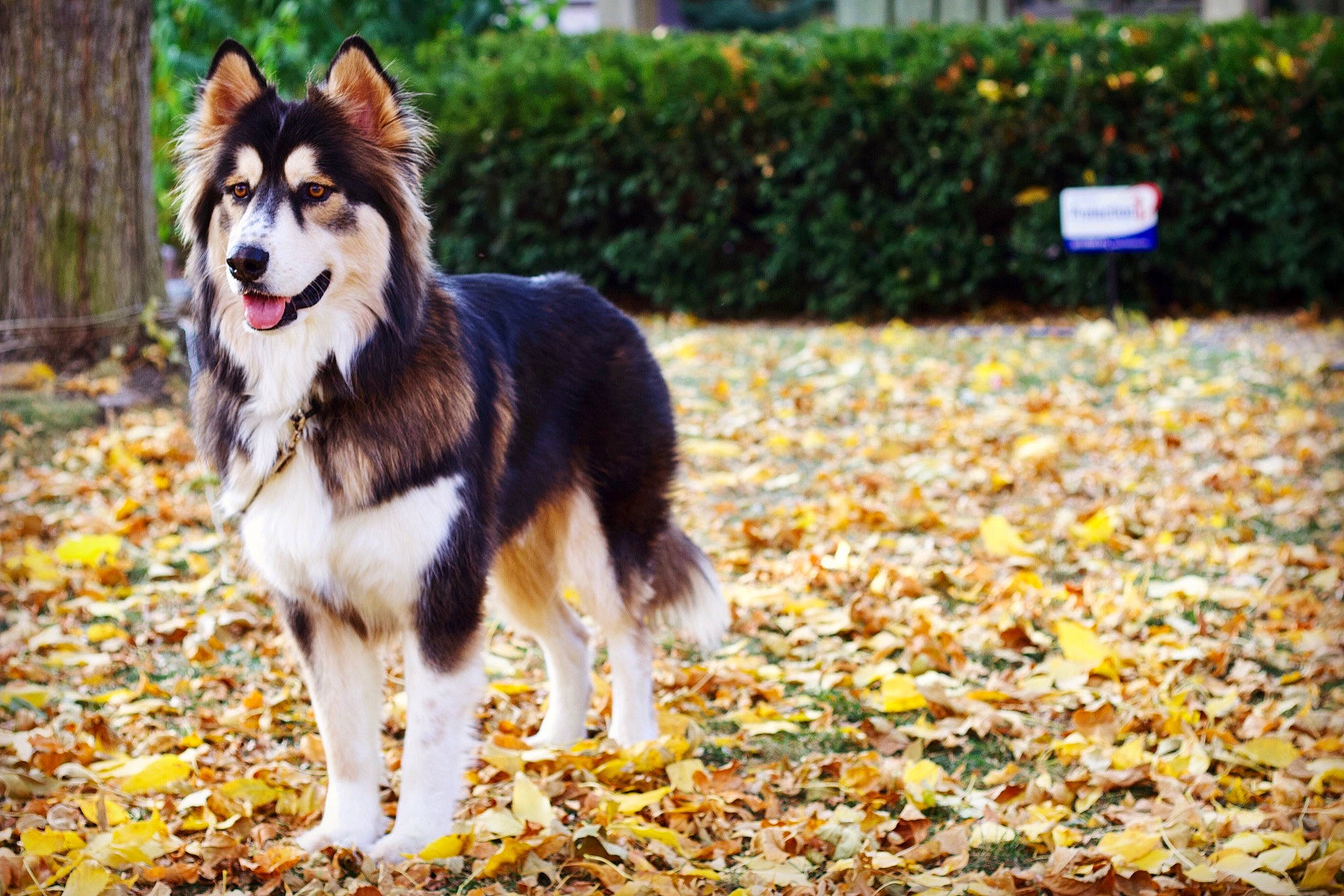 Kodiak is registered to the contest to win money with this photo: autumn, canidae, canis, carnivore, collar, companion_dog, deciduous, dog, dog_breed, dog_supply, fur, groundcover, herding_dog, leaf, sled_dog, snout, sporting_group, working_animal, working_dog