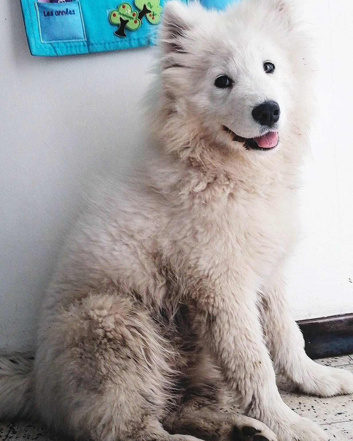 Laska participe au concours pour gagner de l'argent avec cette photo : ancient_dog_breeds, berger_blanc_suisse, canadian_eskimo_dog, canidae, carnivore, companion_dog, dog, dog_breed, german_spitz, indian_spitz, japanese_spitz, kintamani, mammal, non_sporting_group, rare_breed_dog, samoyed, spitz, vertebrate, volpino_italiano, white_shepherd