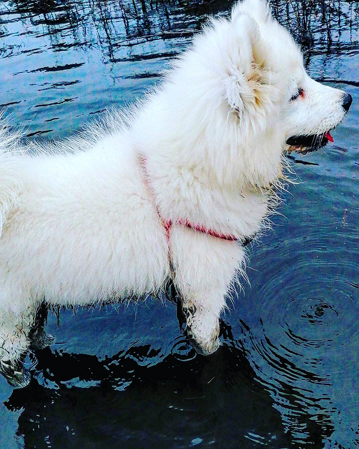 Laska a rejoint le concours — aidez-le/la à gagner de superbes lots ! american_eskimo_dog, berger_blanc_suisse, canadian_eskimo_dog, canidae, carnivore, companion_dog, dog, dog_breed, german_spitz, german_spitz_mittel, greenland_dog, japanese_spitz, mammal, non_sporting_group, rare_breed_dog, samoyed, spitz, vertebrate, volpino_italiano, white_shepherd